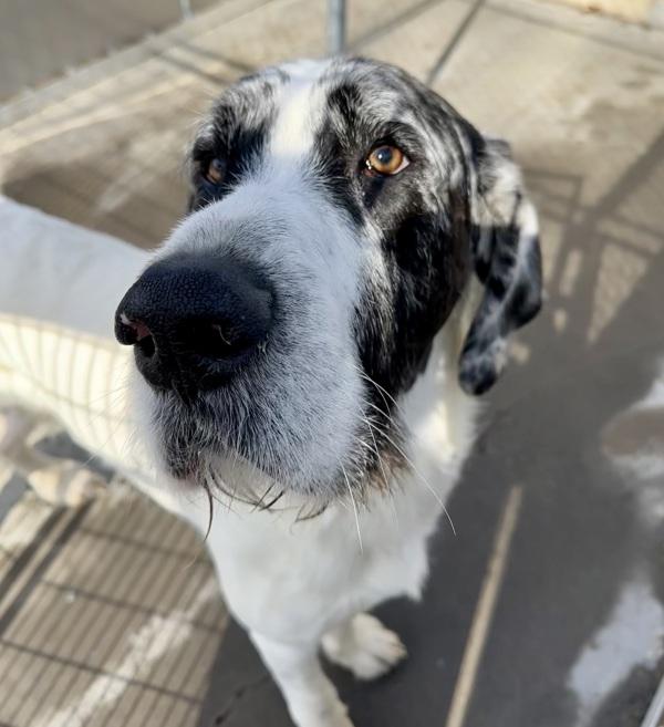 Enlarge Louie, a Adoptable mixed breed in Troutdale, OR image 3/4