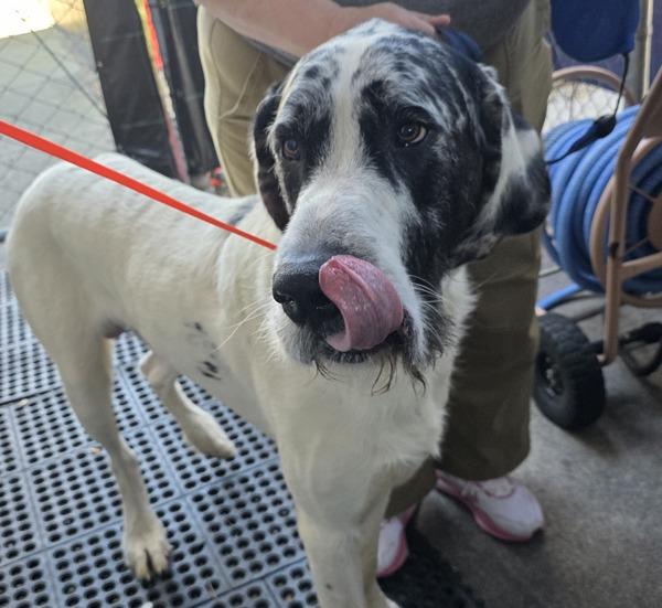 Enlarge Louie, a Adoptable mixed breed in Troutdale, OR image 4/4