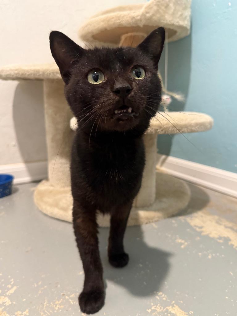 Frack, Adoptable, Adult Male Domestic Short Hair.