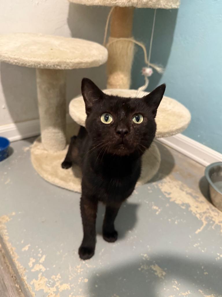 Enlarge Frack, a Adoptable mixed breed in Labelle, FL image 4/6