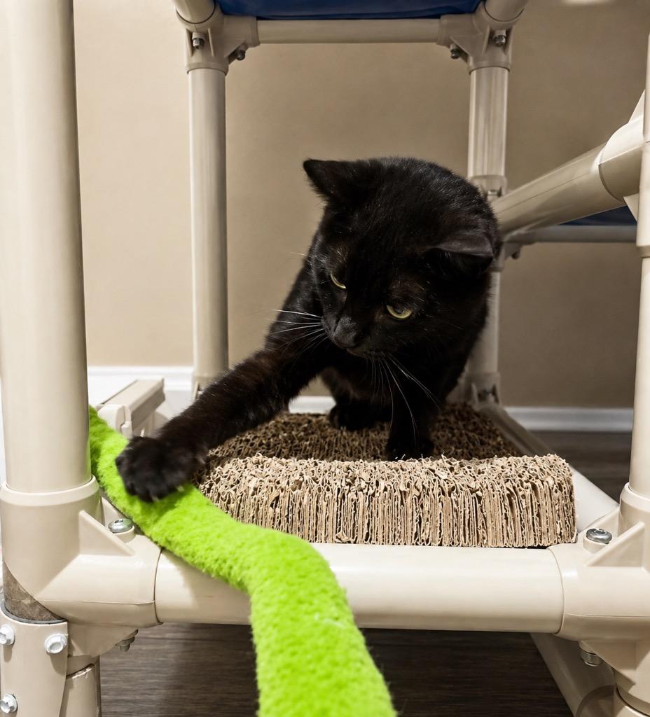 Enlarge Frack, a Adoptable mixed breed in Labelle, FL image 5/6