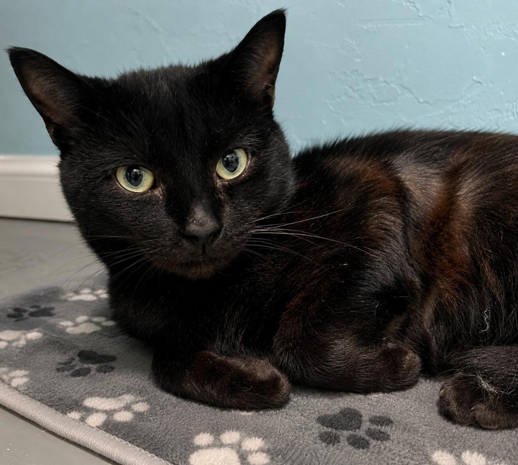 Enlarge Frack, a Adoptable mixed breed in Labelle, FL image 6/6