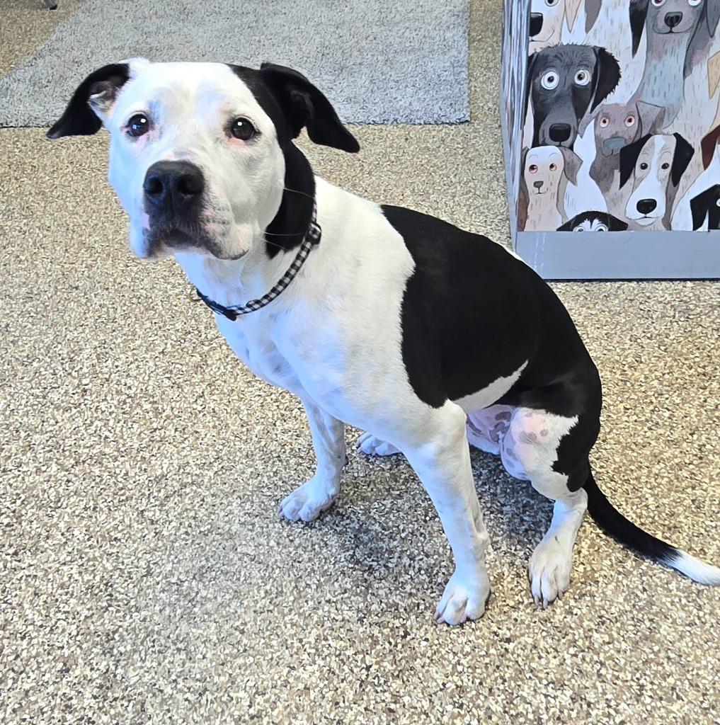 Charley, Adopted, Adult Female American Bulldog & Boxer.
