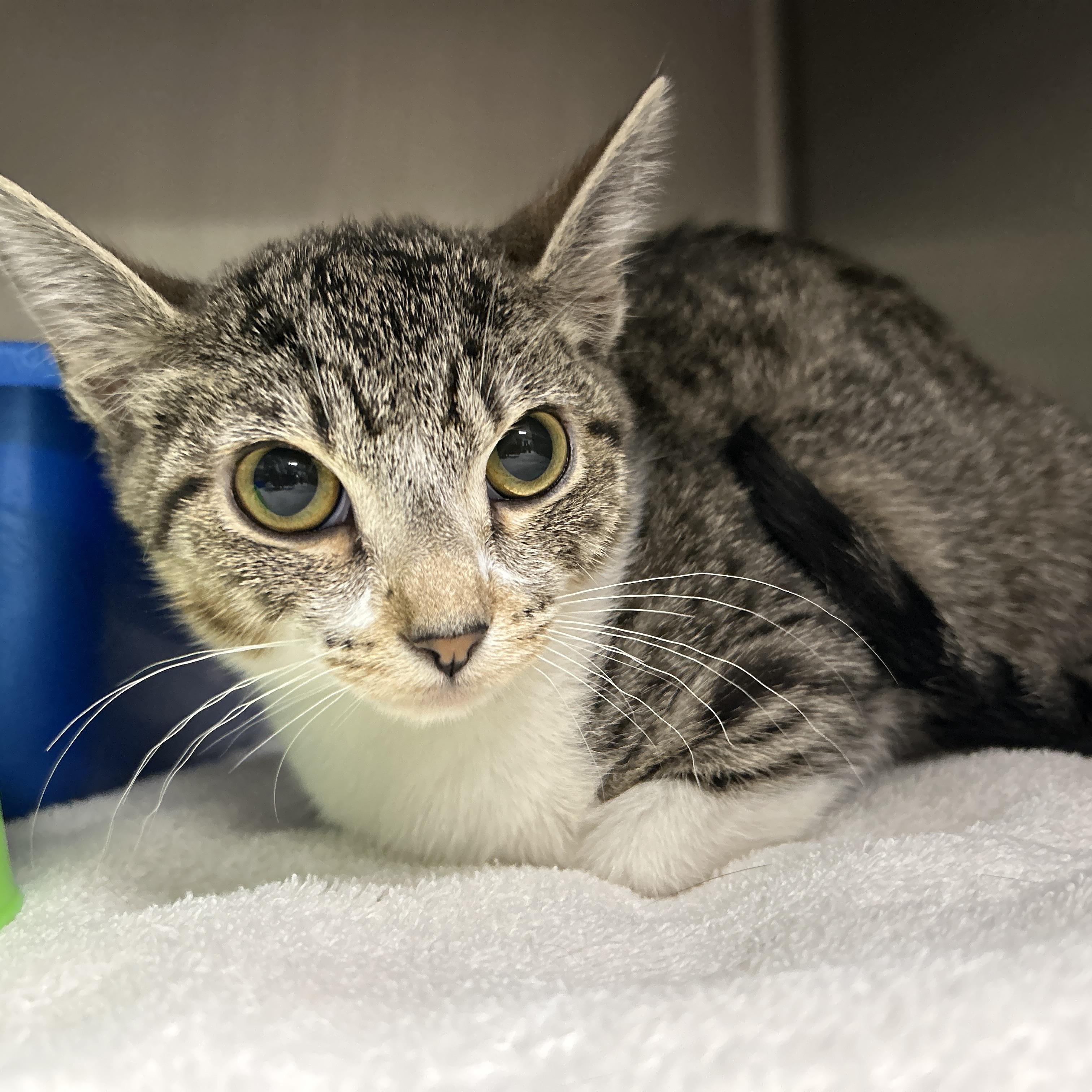 Enlarge Evan, an adopted Domestic Short Hair in La Grange Park, IL image 2/6