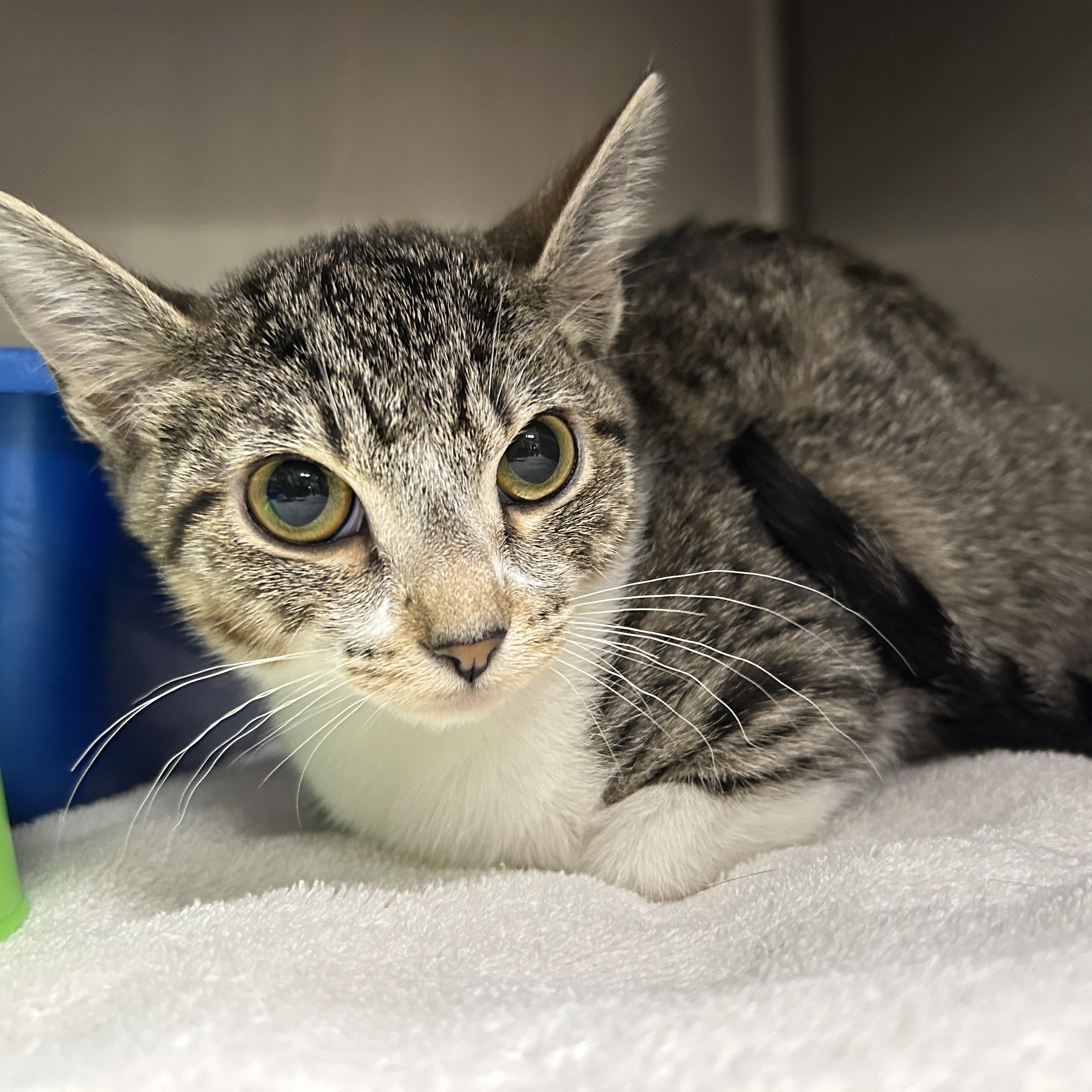 Enlarge Evan, an adopted Domestic Short Hair in La Grange Park, IL image 5/6