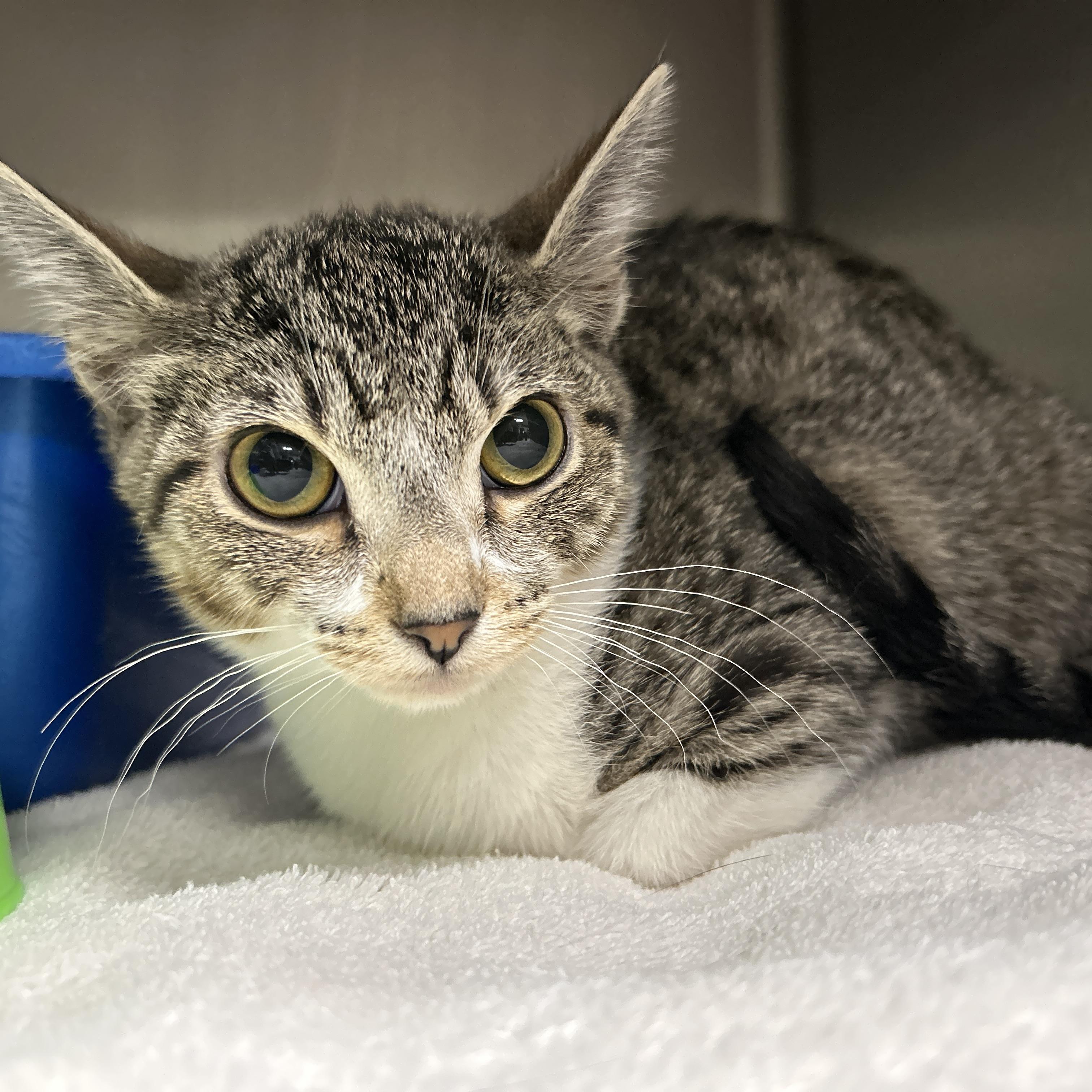 Enlarge Evan, an adopted Domestic Short Hair in La Grange Park, IL image 3/6