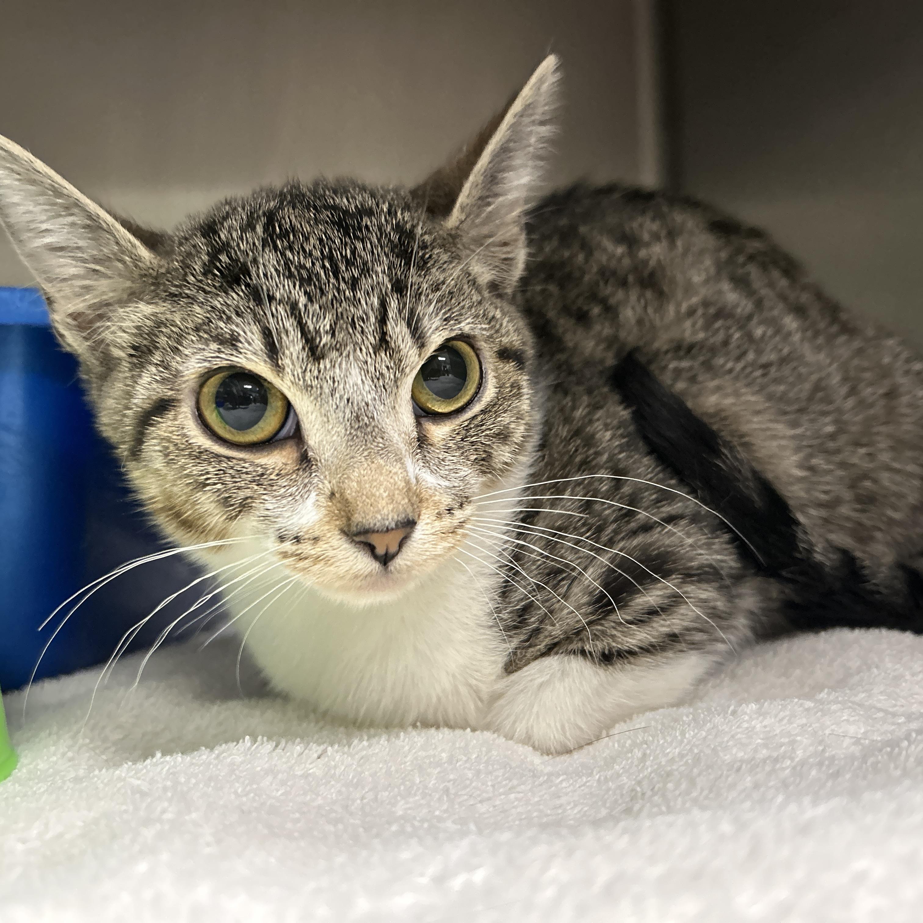 Enlarge Evan, an adopted Domestic Short Hair in La Grange Park, IL image 6/6