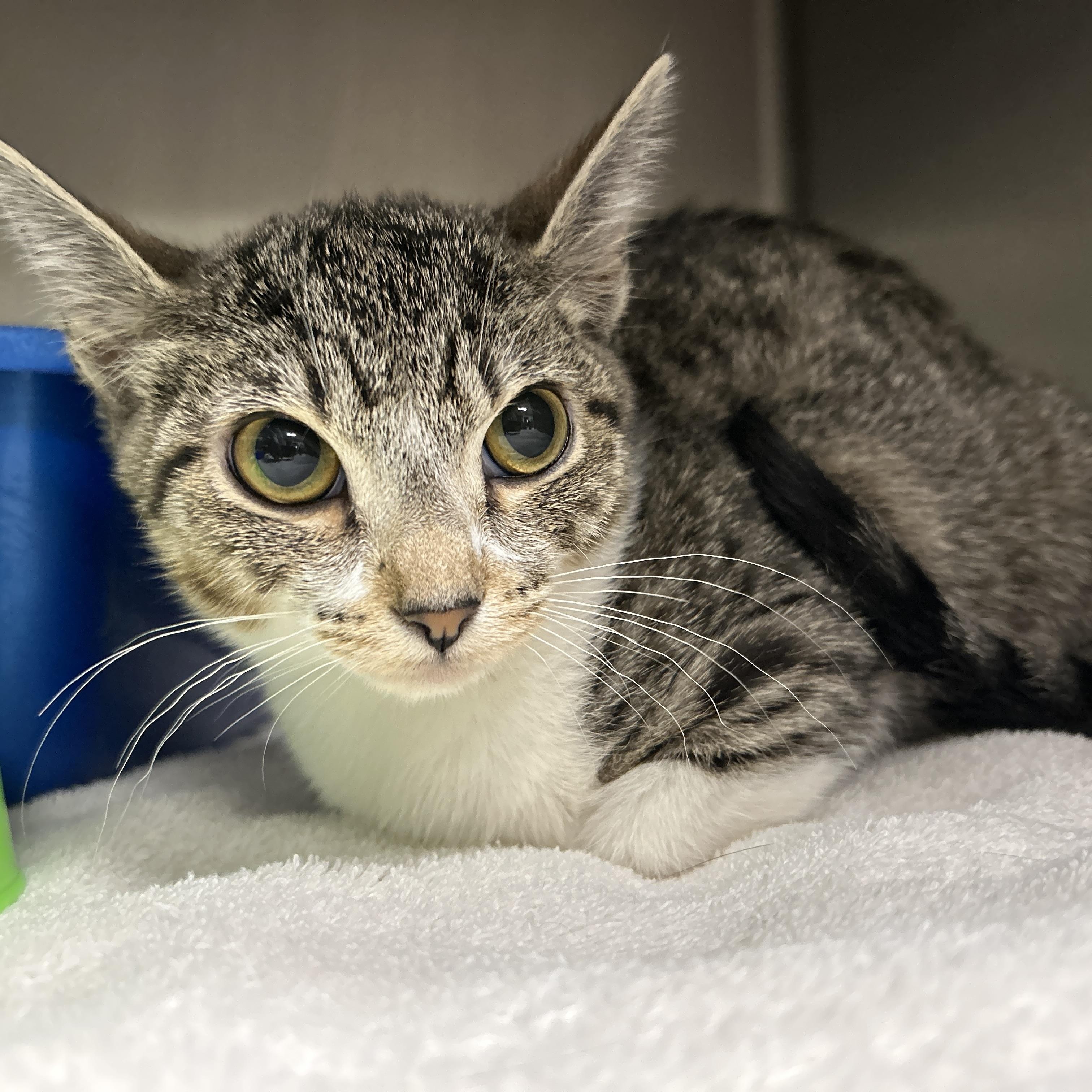 Evan, adopted, Kitten Male Domestic Short Hair.