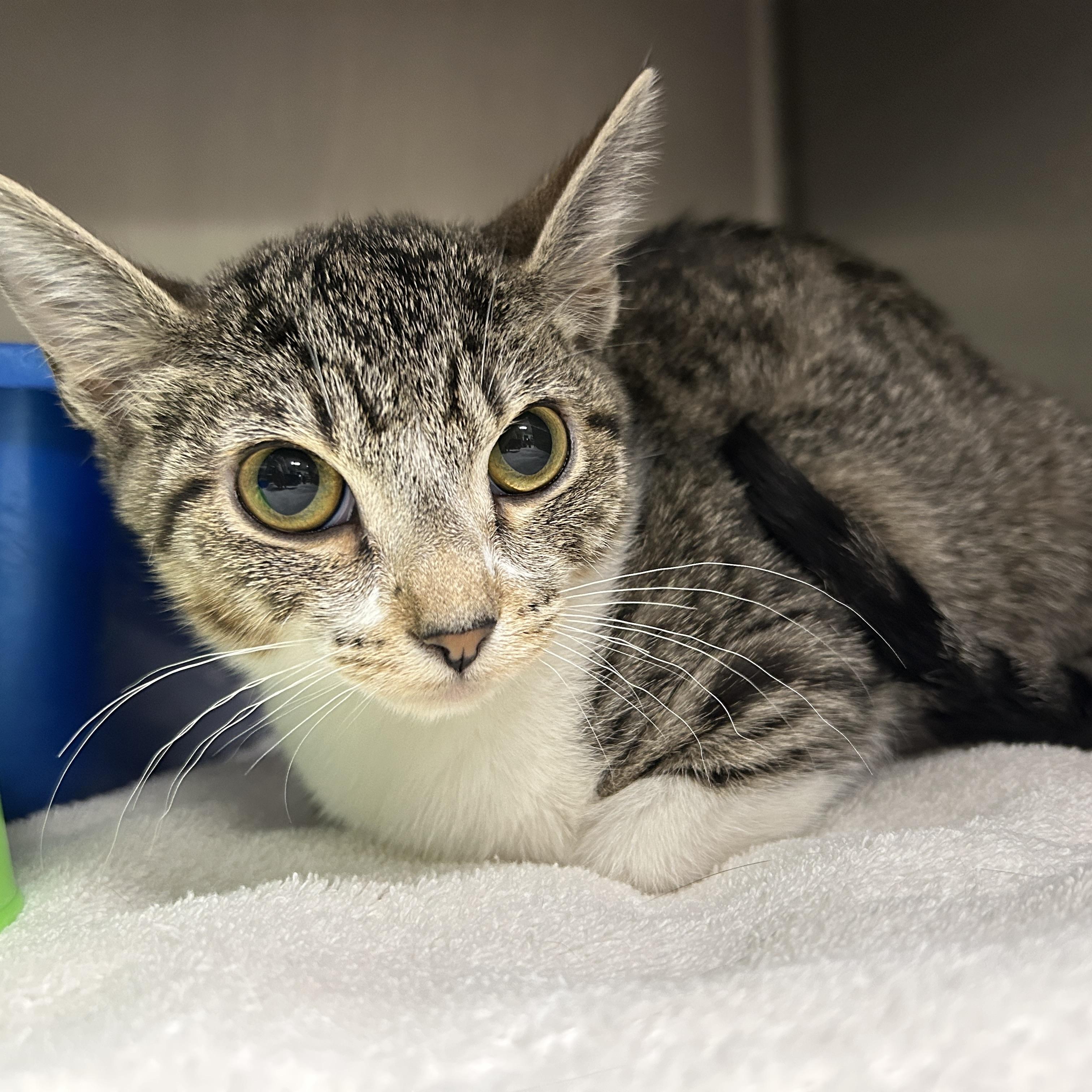 Enlarge Evan, an adopted Domestic Short Hair in La Grange Park, IL image 4/6