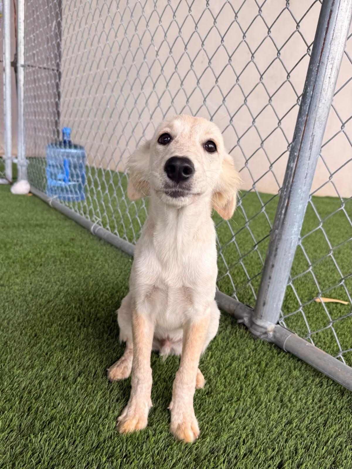 Enlarge Coco, a Adoptable mixed breed in Morristown, NJ image 1/4