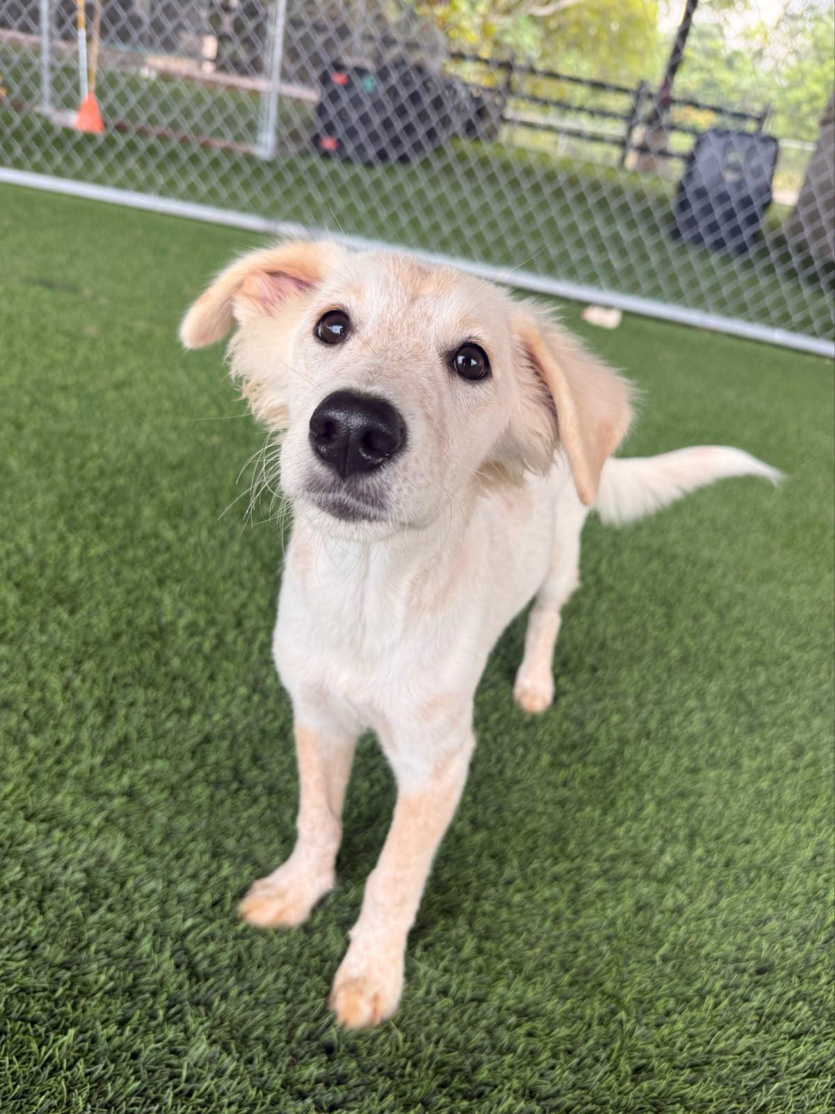 Enlarge Coco, a Adoptable mixed breed in Morristown, NJ image 4/4