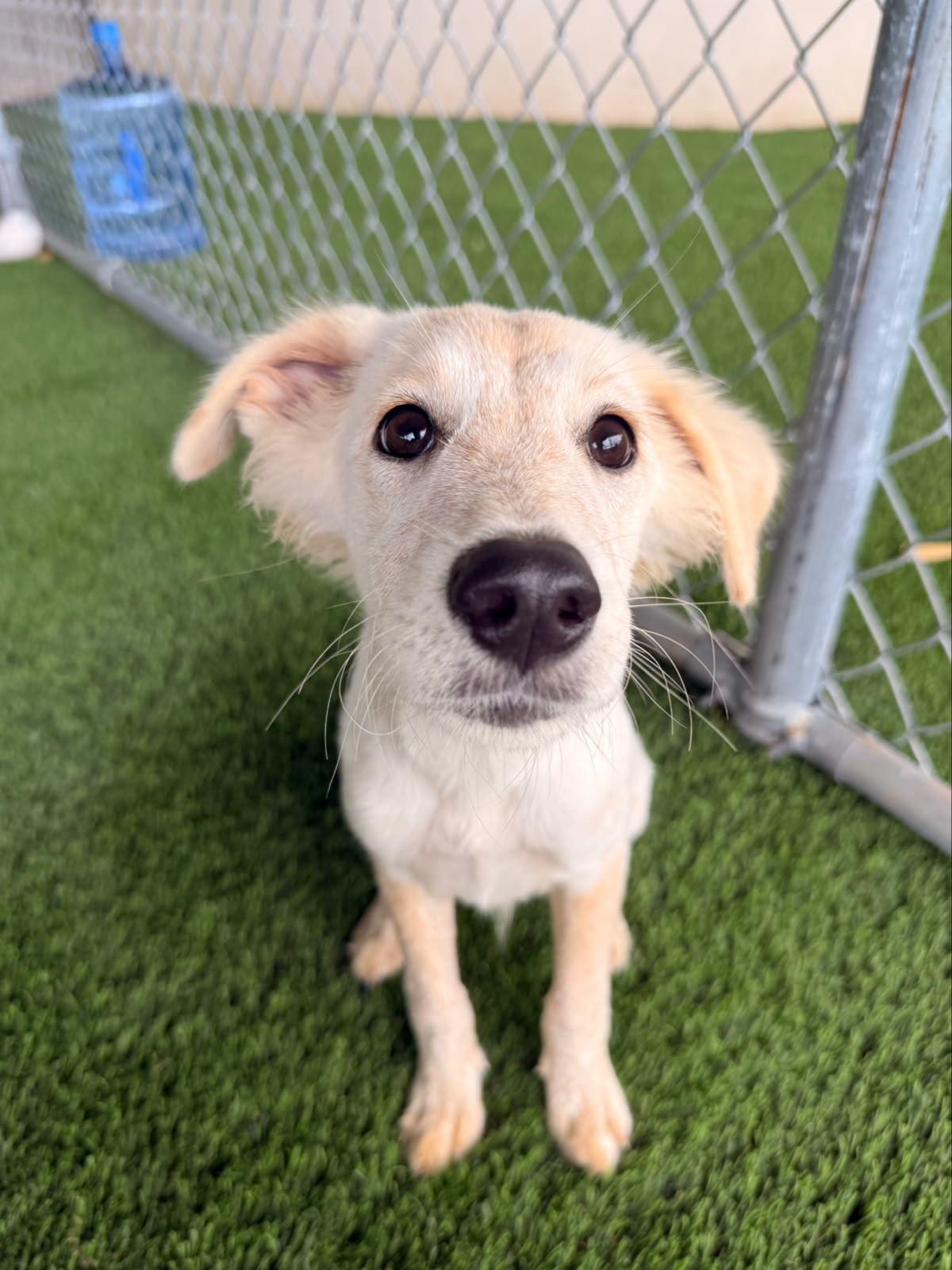 Enlarge Coco, a Adoptable mixed breed in Morristown, NJ image 2/4