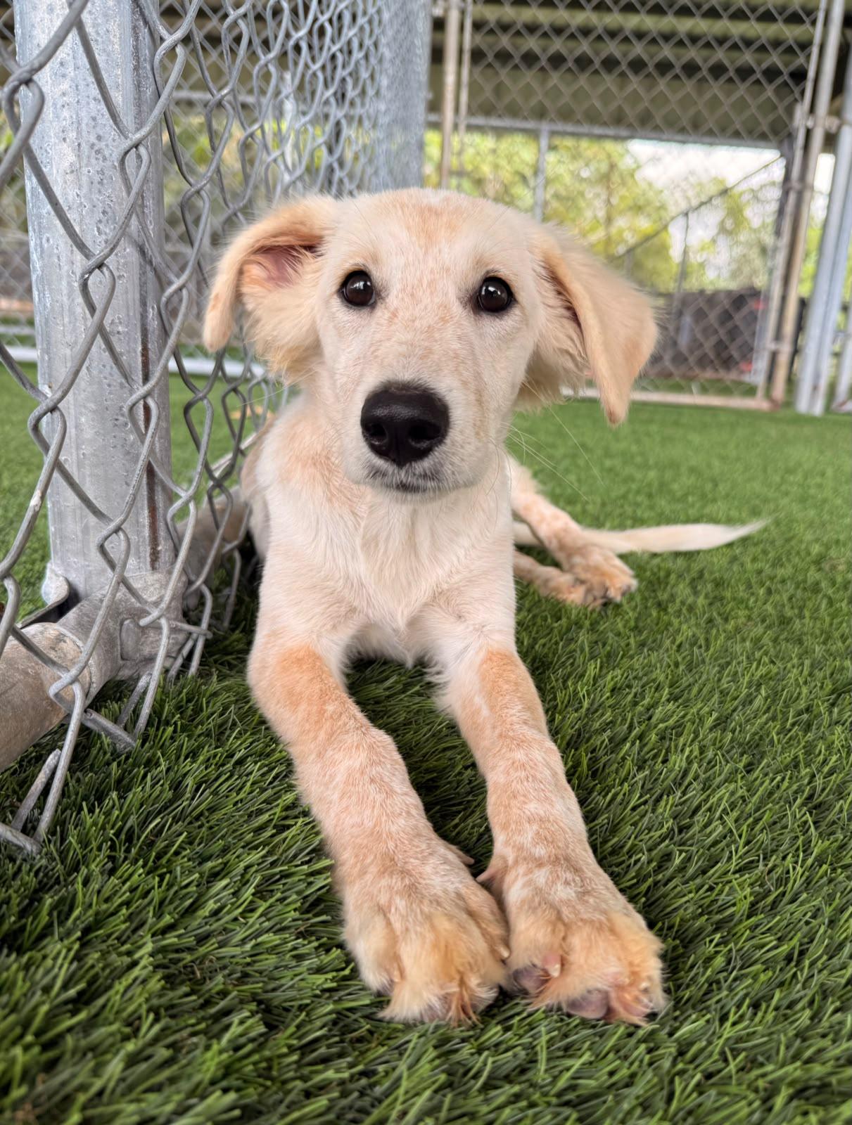 Enlarge Coco, a Adoptable mixed breed in Morristown, NJ image 3/4