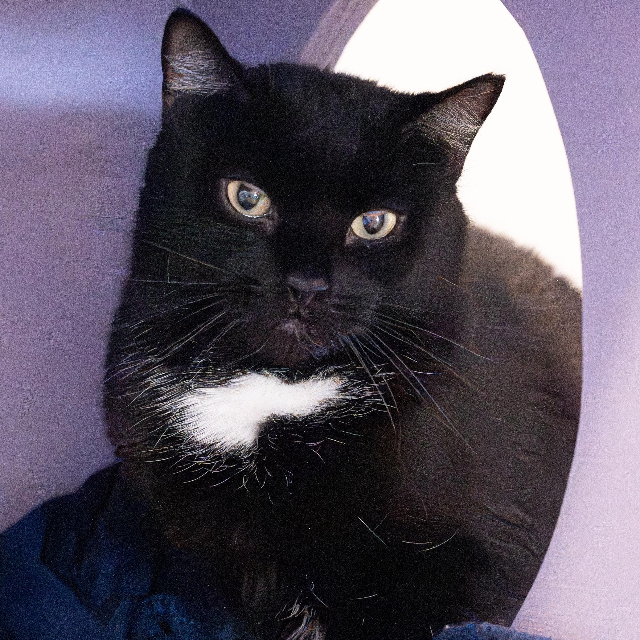 Stubs, Adoptable, Adult Male Domestic Medium Hair.