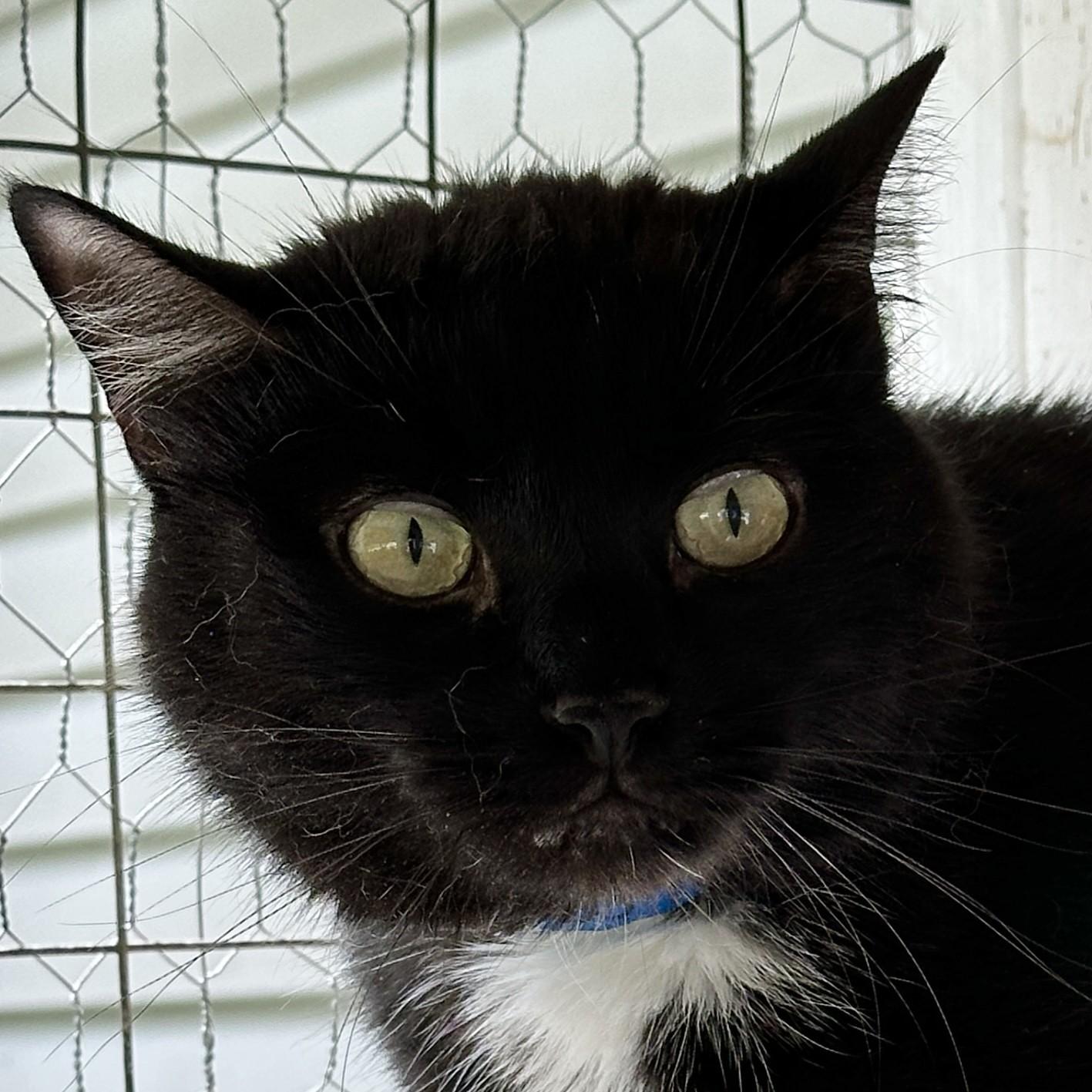 Stubs, Adoptable, Adult Male Domestic Medium Hair.