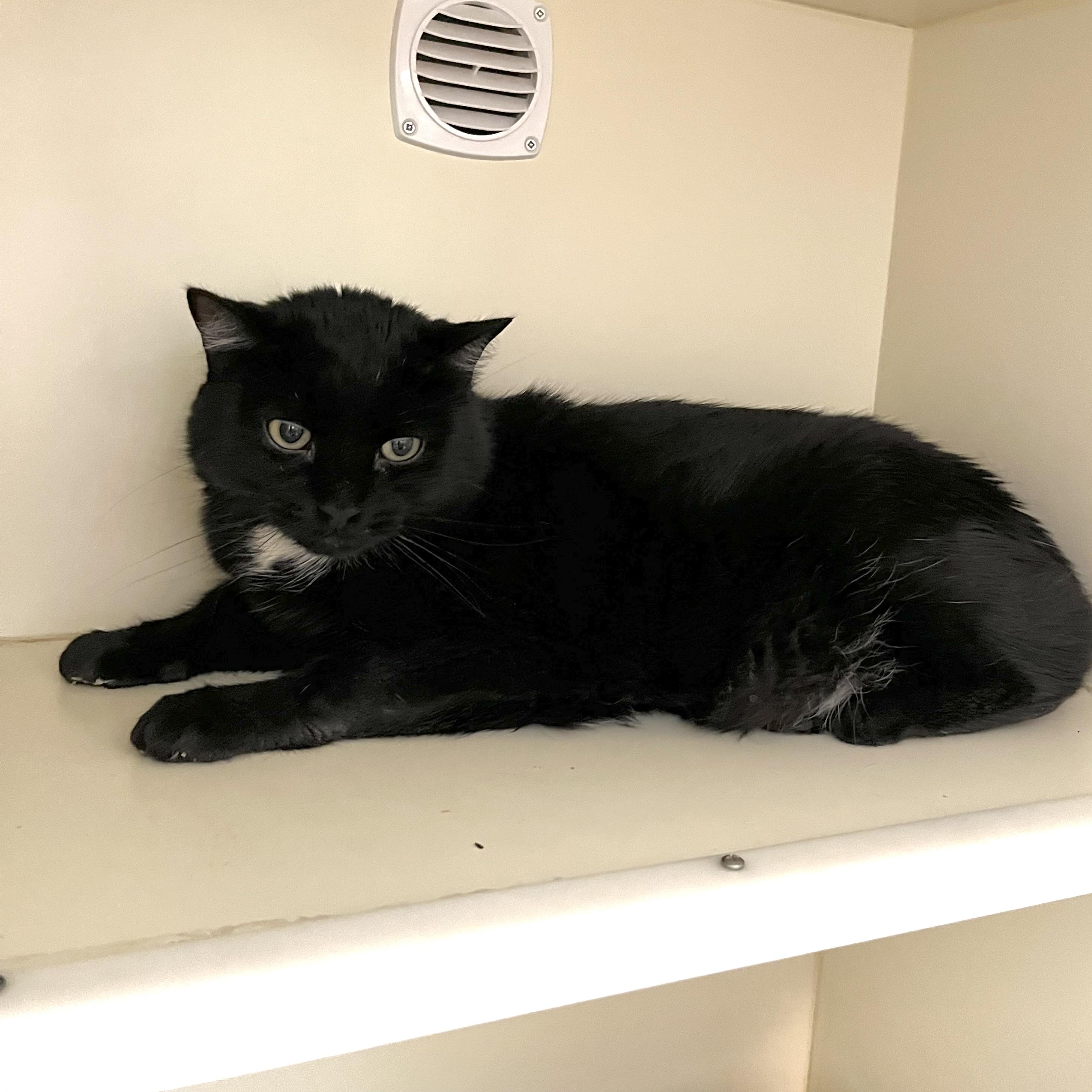 Stubs, a Adoptable Domestic Medium Hair in Victor, NY image 5/6