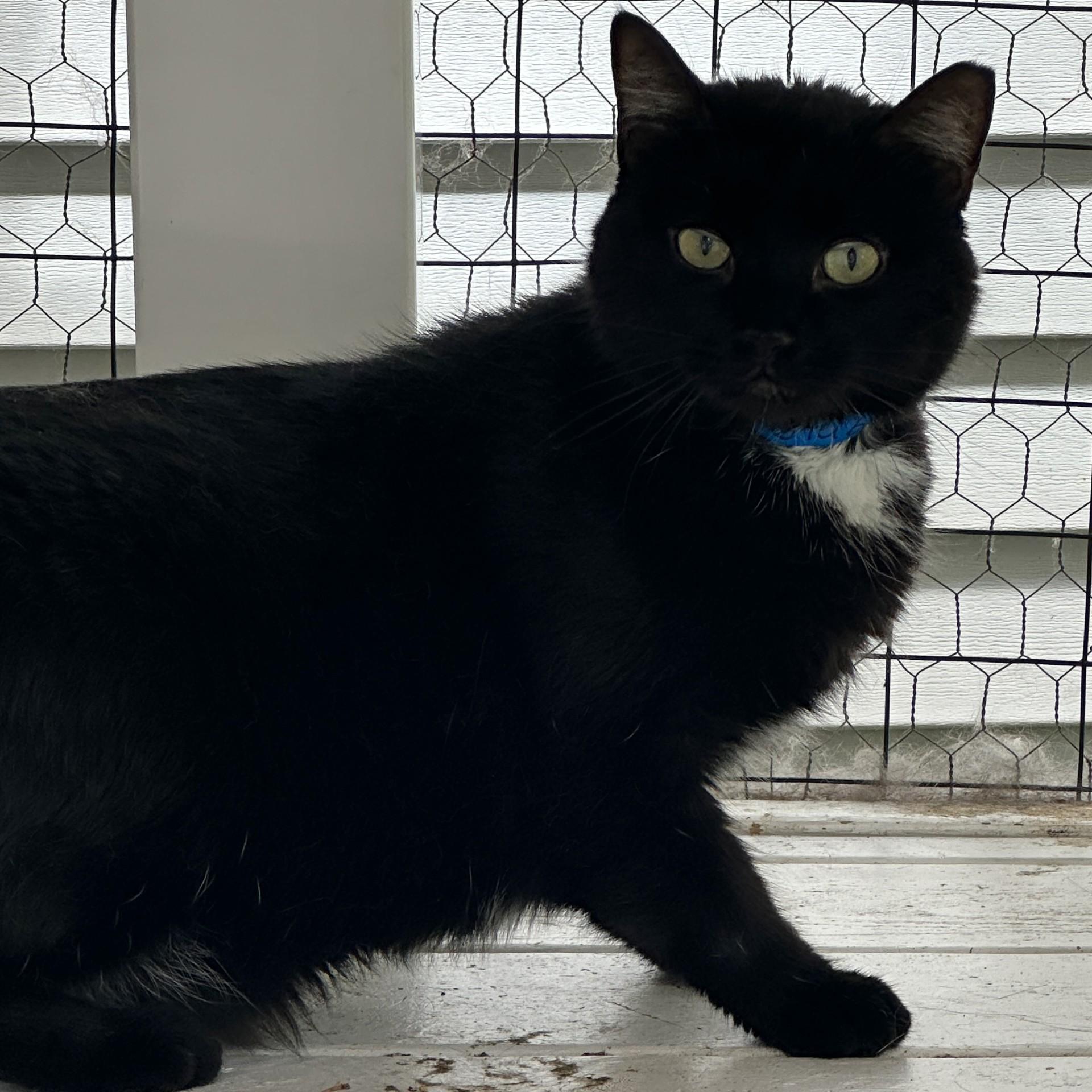 Stubs, a Adoptable Domestic Medium Hair in Victor, NY image 2/6