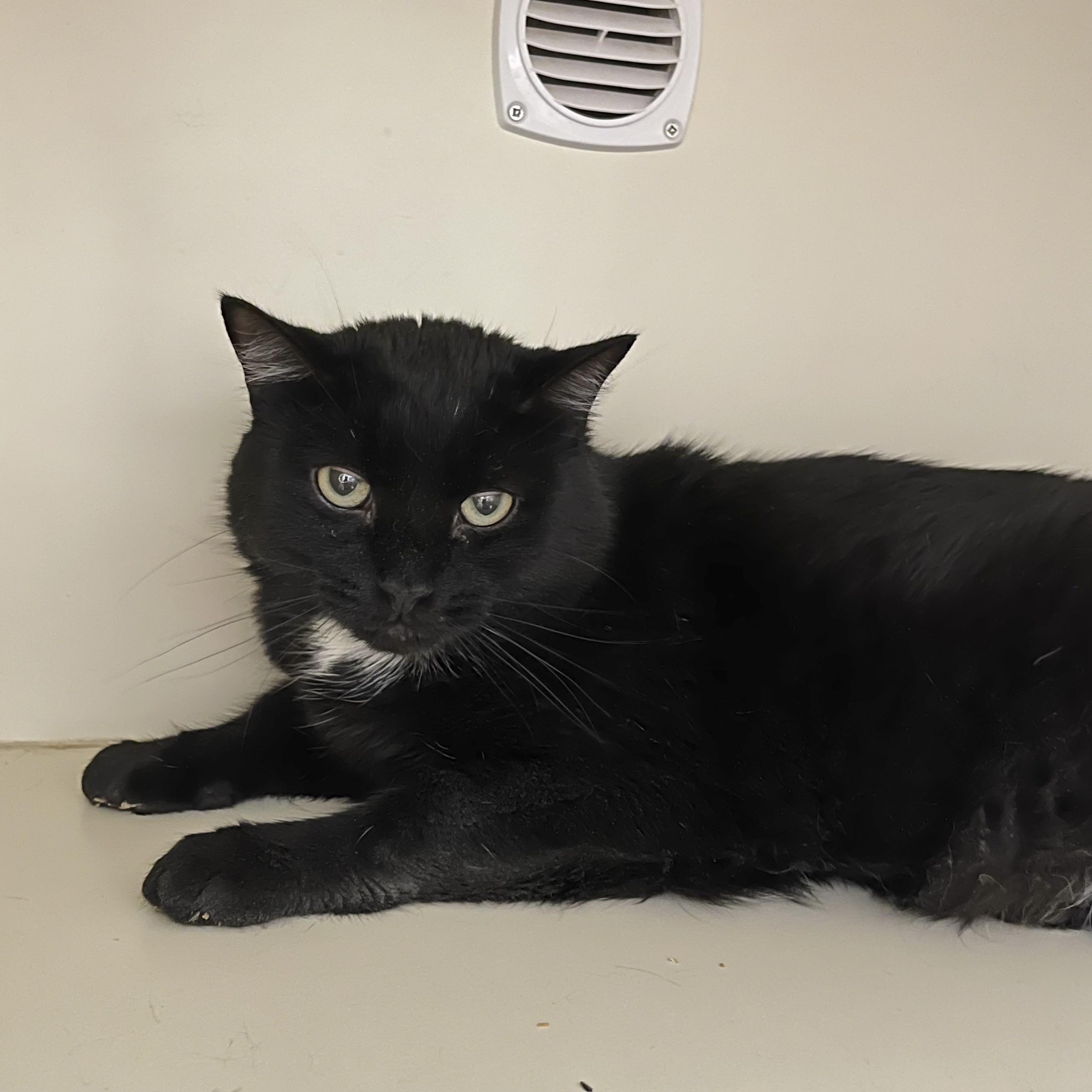 Stubs, a Adoptable Domestic Medium Hair in Victor, NY image 6/6