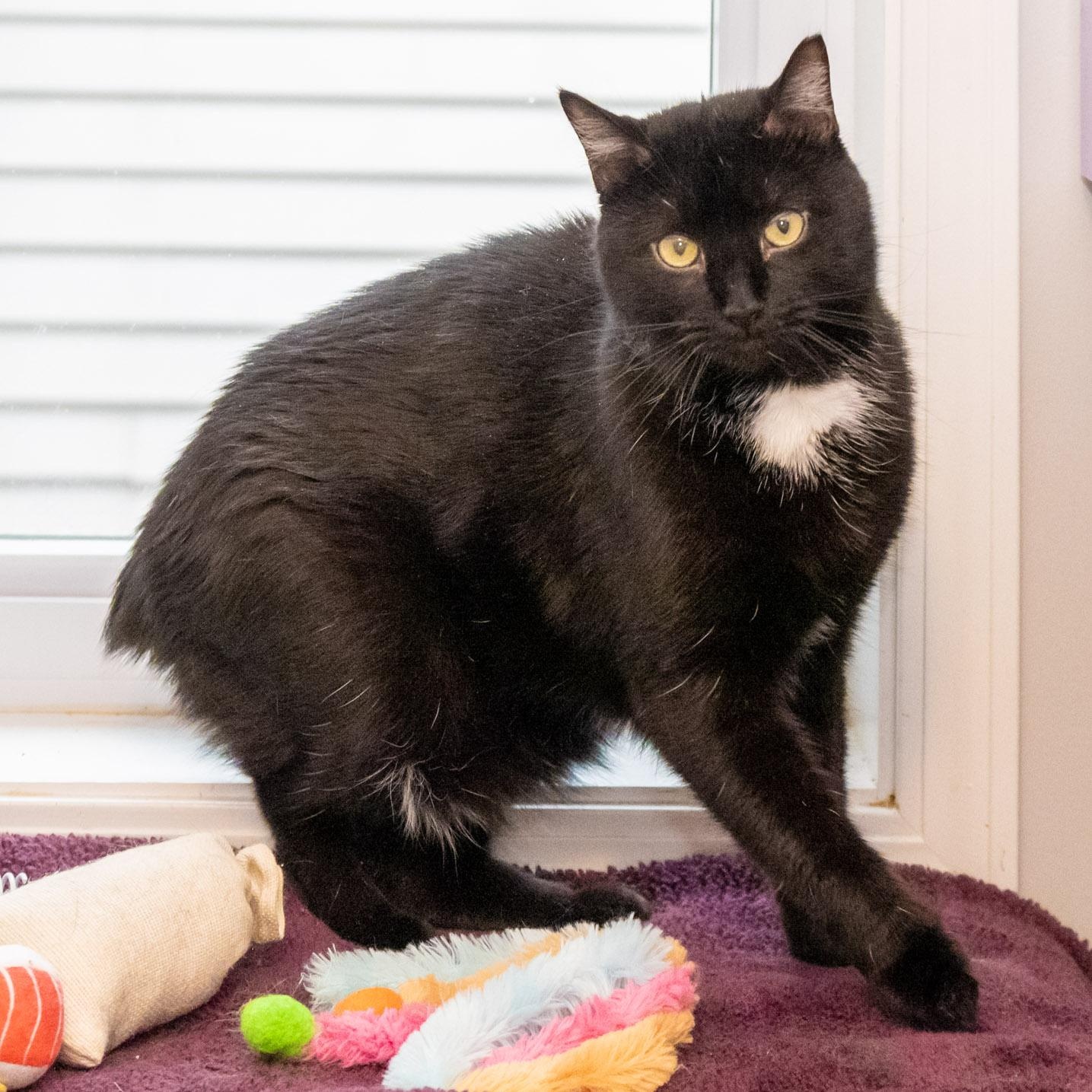 Enlarge Stubs, a Adoptable Domestic Medium Hair in Victor, NY image 6/6