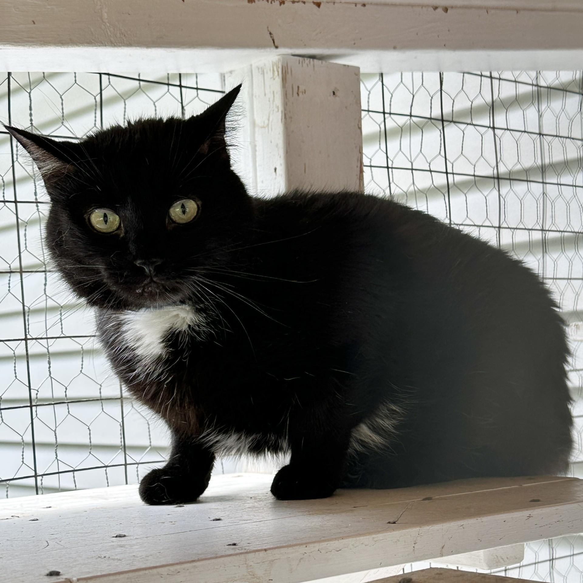 Stubs, a Adoptable Domestic Medium Hair in Victor, NY image 4/6