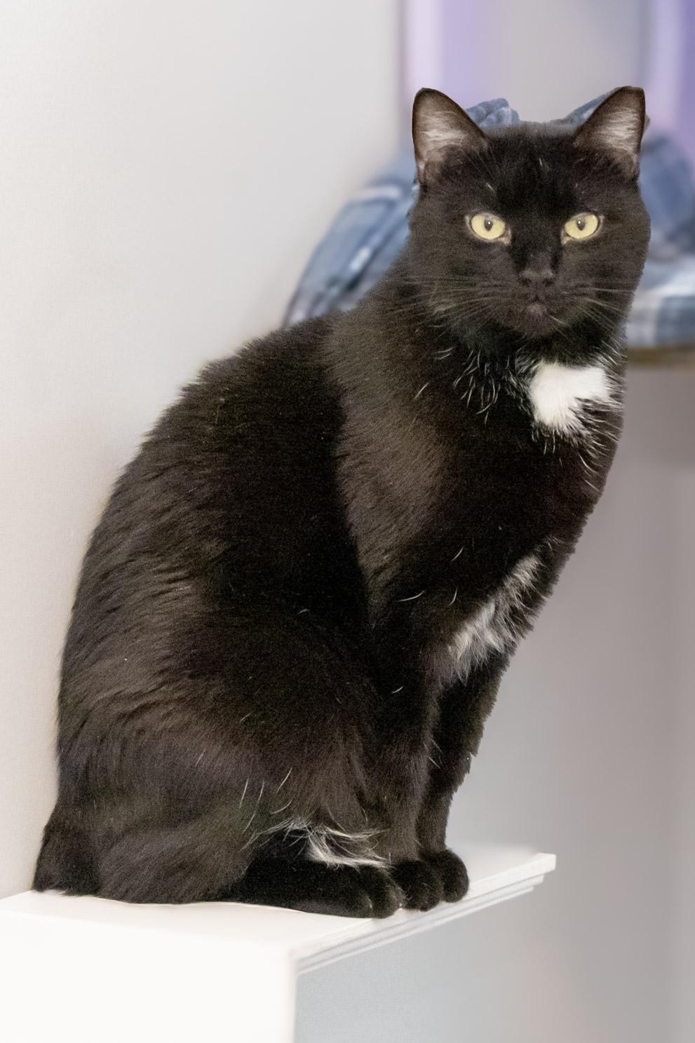 Enlarge Stubs, a Adoptable Domestic Medium Hair in Victor, NY image 4/6