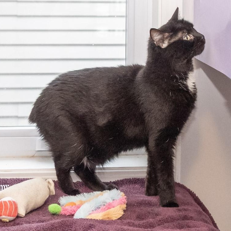 Enlarge Stubs, a Adoptable Domestic Medium Hair in Victor, NY image 5/6