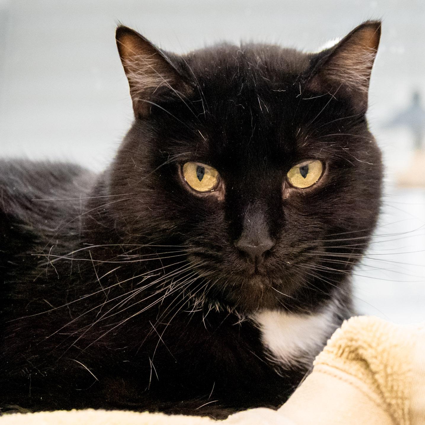 Enlarge Stubs, a Adoptable Domestic Medium Hair in Victor, NY image 1/6