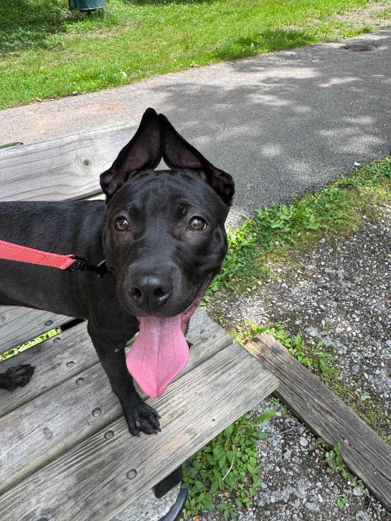 Ivy, a Adoptable Terrier in New Kensington, PA image 2/6