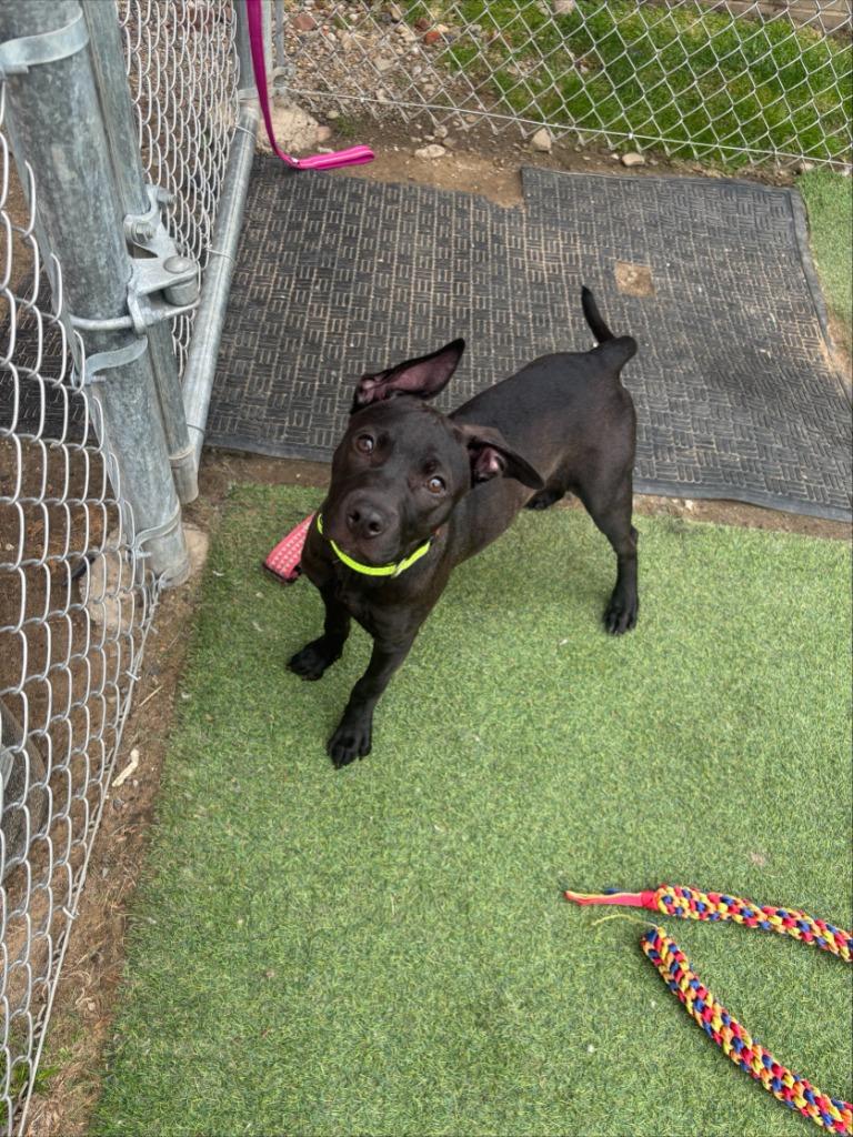 Ivy, a Adoptable Terrier in New Kensington, PA image 4/6