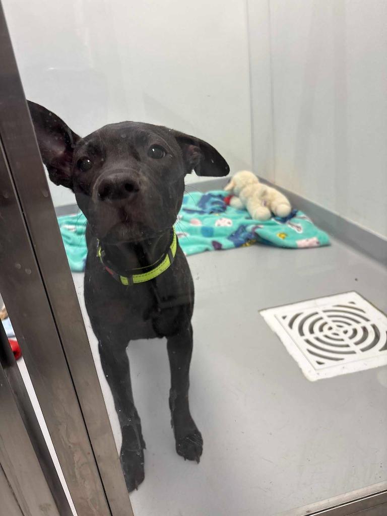 Ivy, a Adoptable Terrier in New Kensington, PA image 5/6