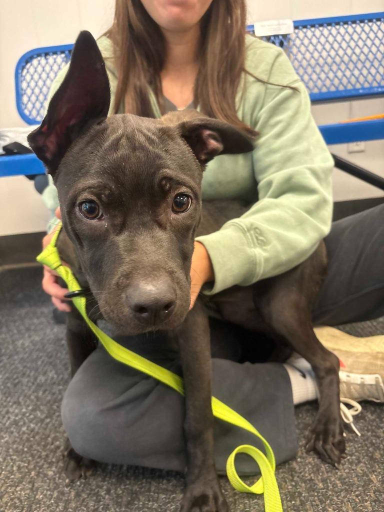 Ivy, a Adoptable Terrier in New Kensington, PA image 6/6