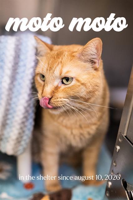 MOTO MOTO, Adoptable, Adult Male Domestic Short Hair.