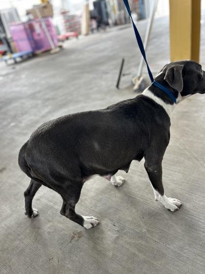 Mama Mashed Potatoes