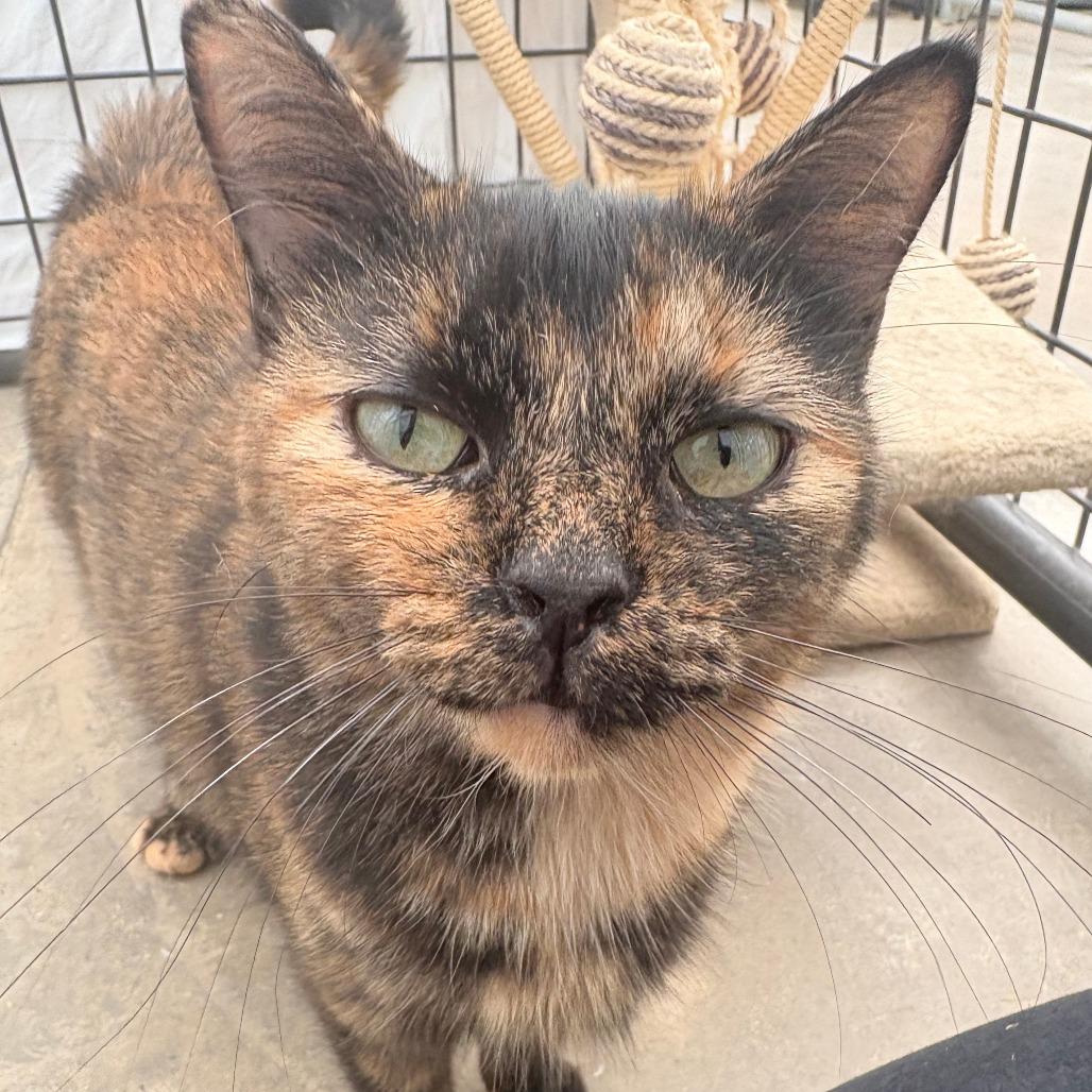 Emerald, Adoptable, Adult Female Domestic Short Hair & Bengal.