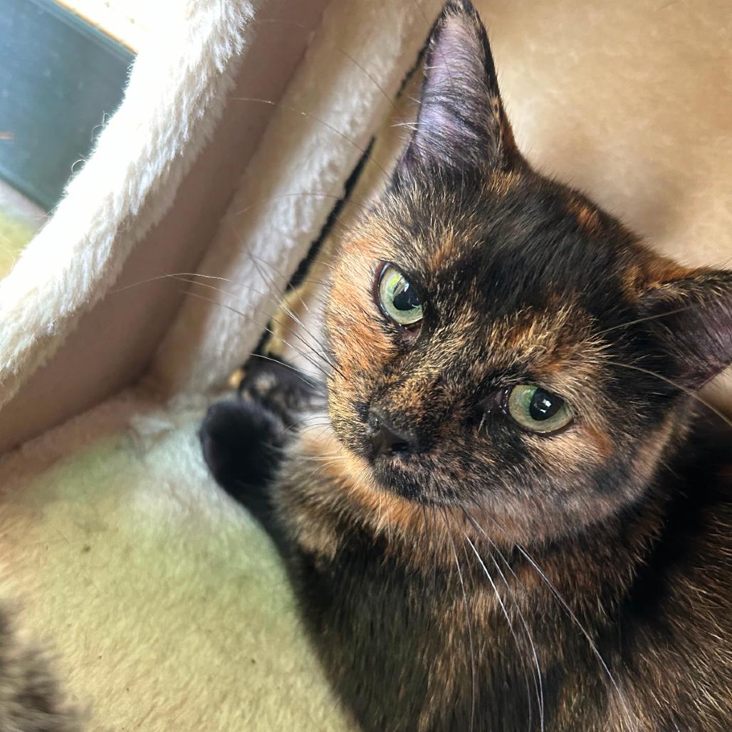 Enlarge Emerald, a Adoptable mixed breed in Taos, NM image 2/3