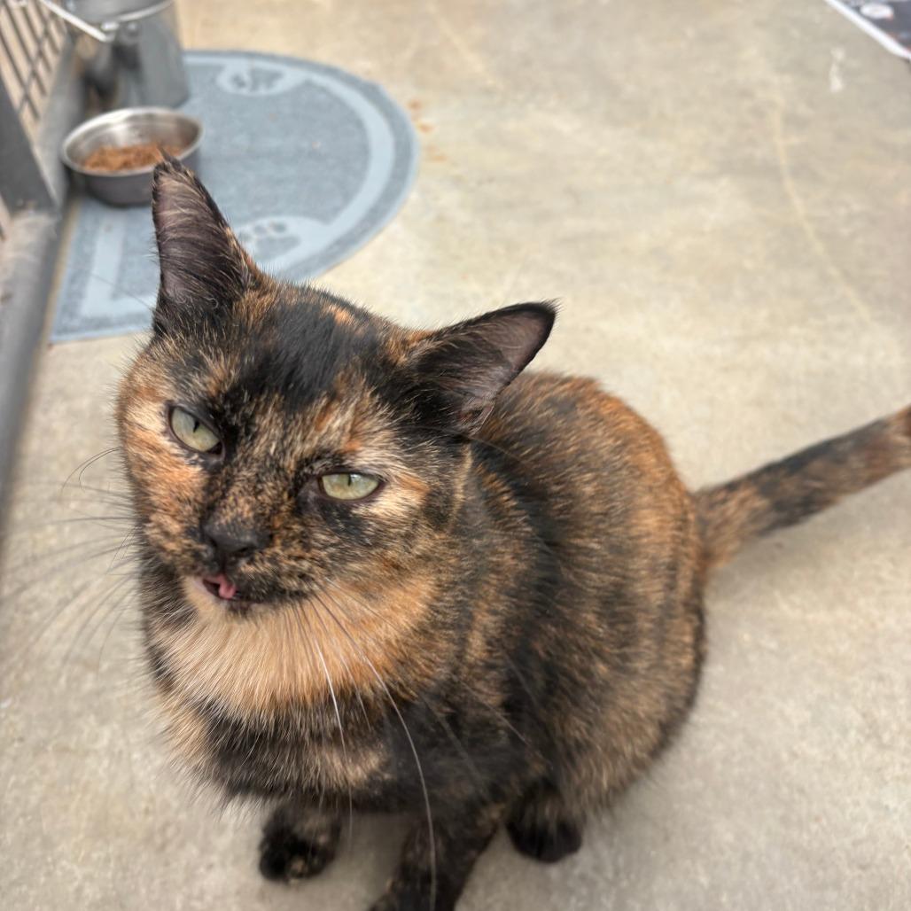 Enlarge Emerald, a Adoptable mixed breed in Taos, NM image 3/3