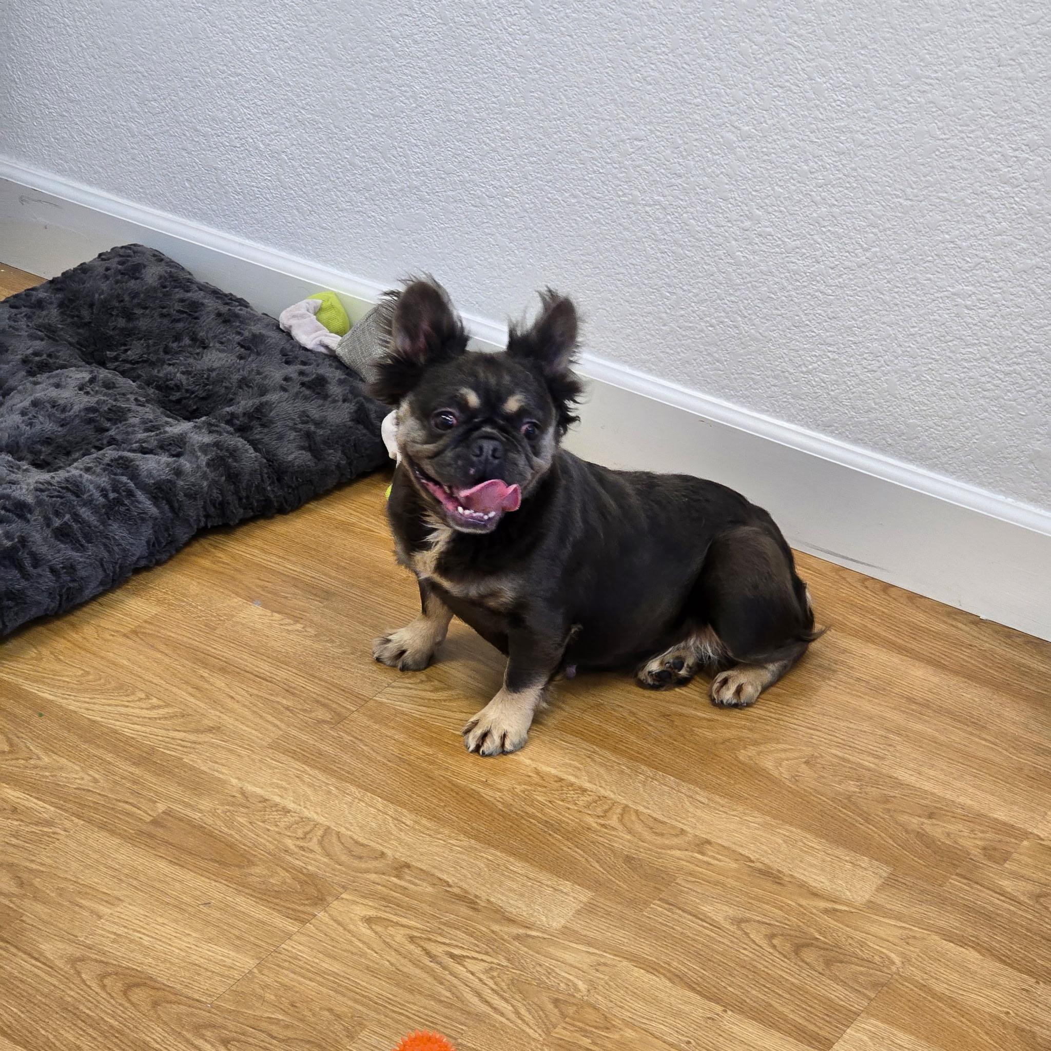 Juicy, a Adoptable French Bulldog in Stockton, CA image 4/4