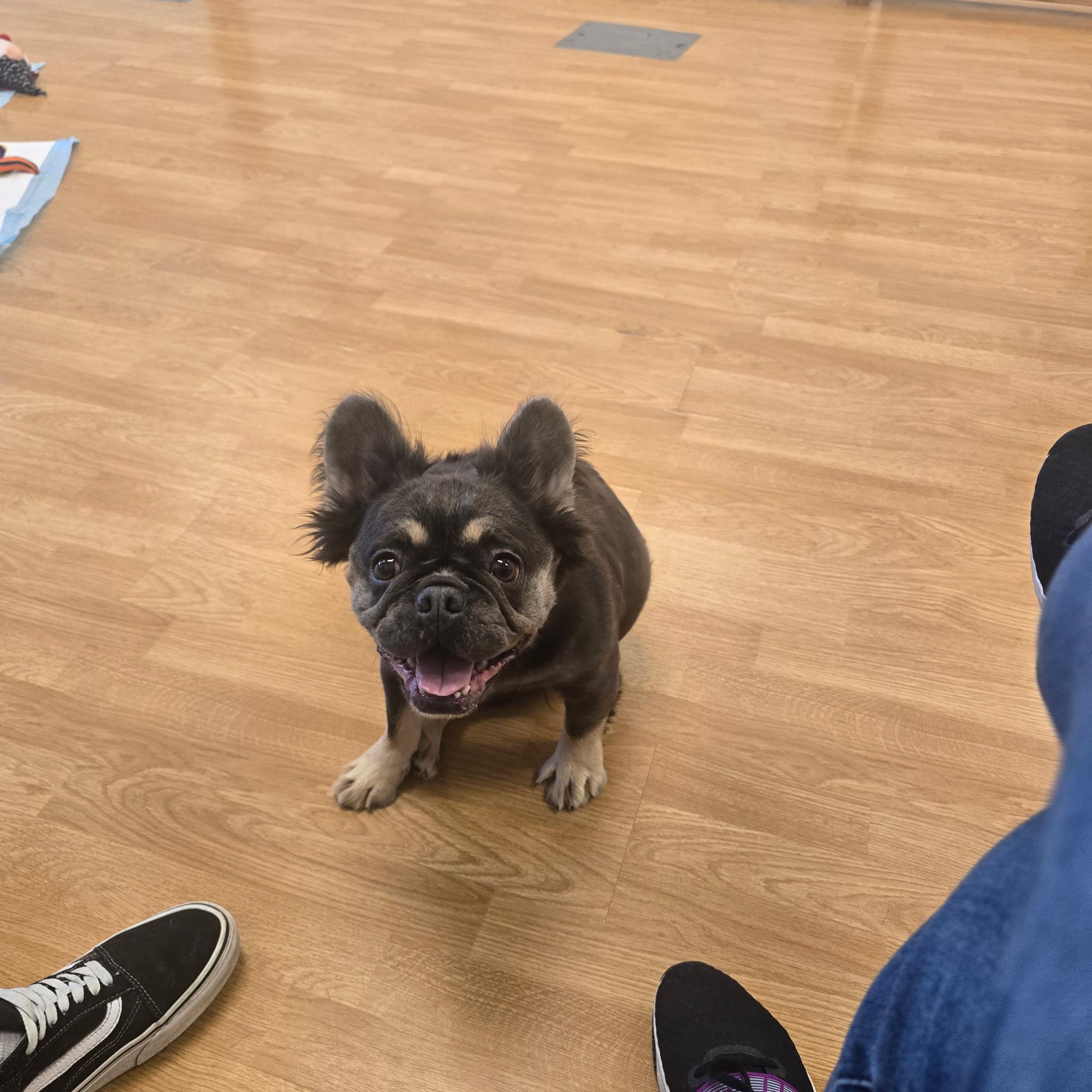 Juicy, a Adoptable French Bulldog in Stockton, CA image 3/4