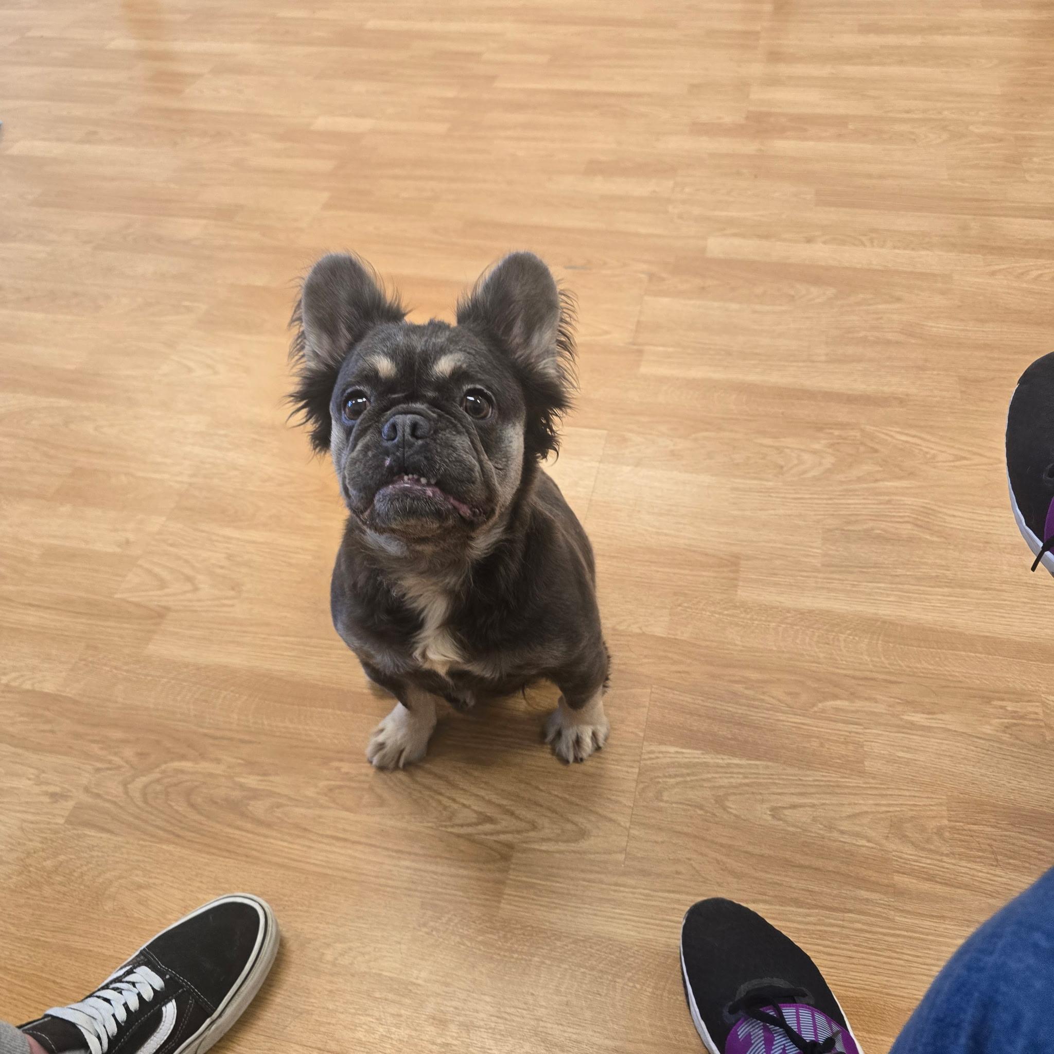 Juicy, a Adoptable French Bulldog in Stockton, CA image 2/4
