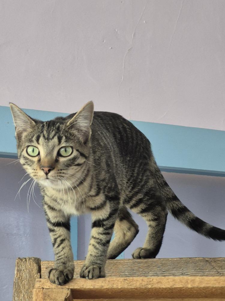 Kodiak, a ADOPTABLE mixed breed in Wild Rose, WI image 2/4