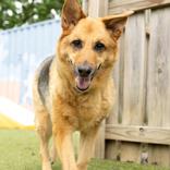 Roxie Sue, ADOPTABLE, Senior Female German Shepherd Dog.