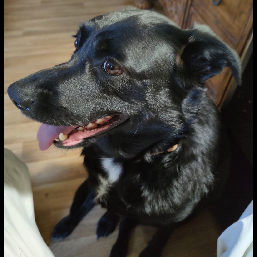 Elin S., a Adoptable mixed breed in Somerset, KY image 2/4