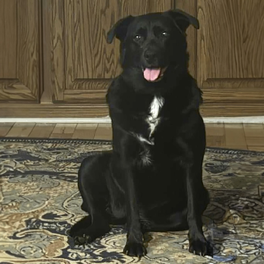 Elin S., a Adoptable mixed breed in Somerset, KY image 3/4