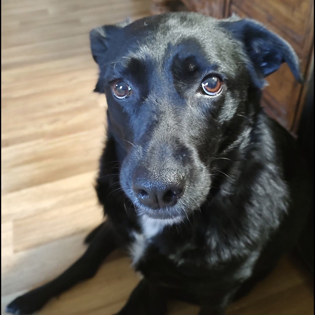 Elin S., a Adoptable mixed breed in Somerset, KY image 4/4