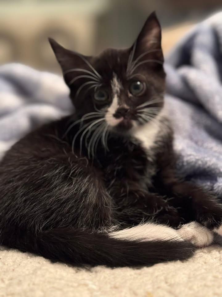 Faline, adoptable, Kitten Female Tuxedo.