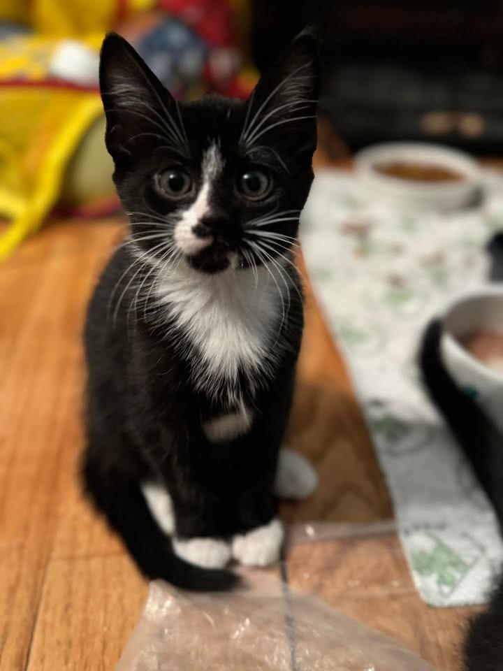 Faline, an adoptable mixed breed in Succasunna, NJ image 2/6
