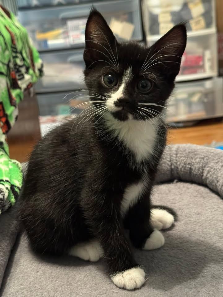 Faline, an adoptable mixed breed in Succasunna, NJ image 3/6