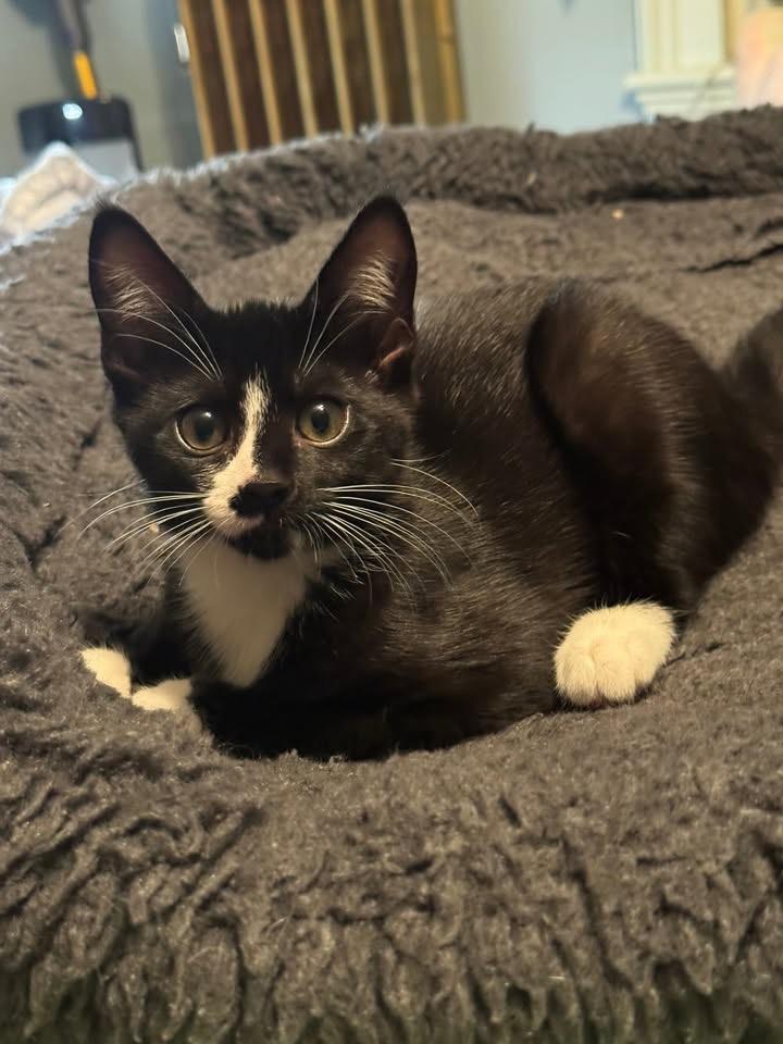 Faline, an adoptable mixed breed in Succasunna, NJ image 6/6