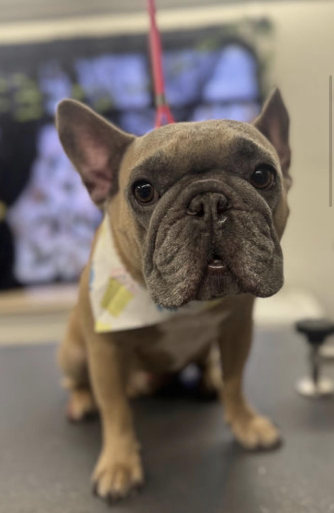 Enlarge Pote roast, a Adoptable French Bulldog in PALM BAY, FL image 1/1
