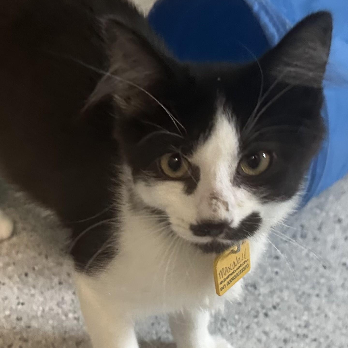 Enlarge Maxwell - Well Rounded & Fun, a Adoptable Tuxedo in Hoquiam, WA image 5/5